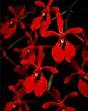 dory_redorchid